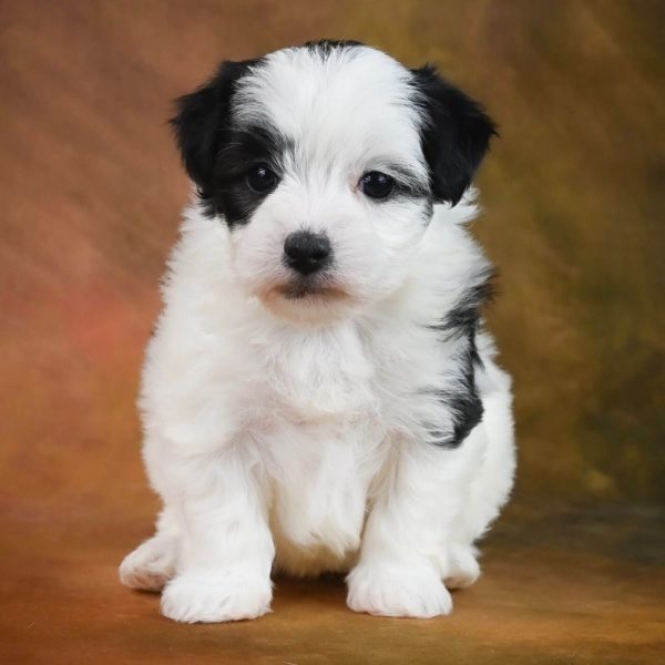 Maltipoo Puppy for Sale