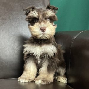 Miniature Schnauzer Puppy for Sale
