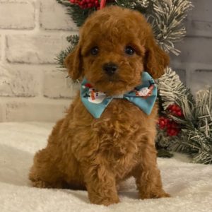 Miniature Poodle Puppy for Sale