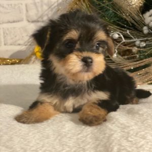 Morkie Puppy for Sale