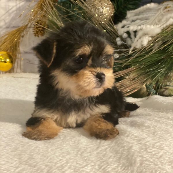 Morkie Puppy for Sale