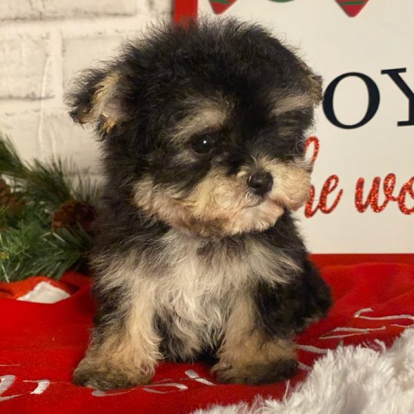 Morkie Puppy for Sale