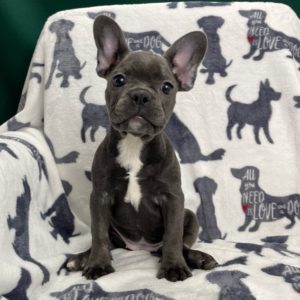 French Bulldog Puppy for Sale