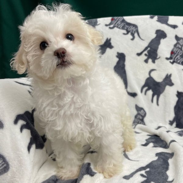 Maltipoo Puppy for Sale