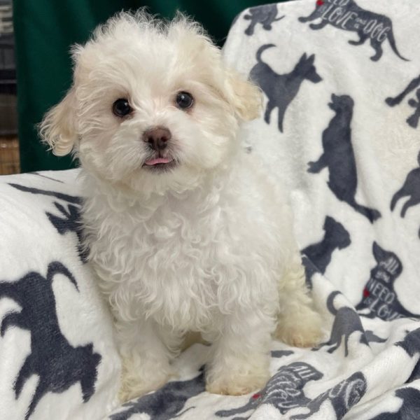 Maltipoo Puppy for Sale