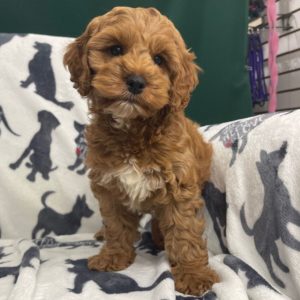 F1 Cockapoo Puppy for Sale