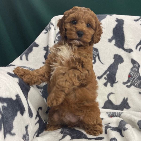 F1 Cockapoo Puppy for Sale
