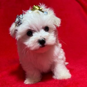 Maltese Puppy for Sale