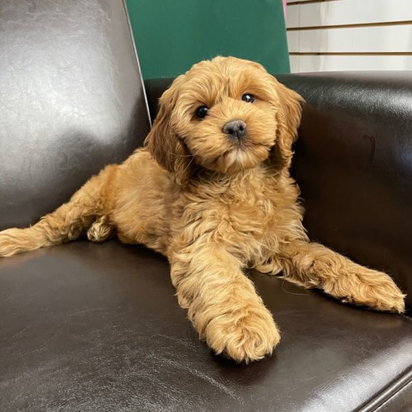F1 Cockapoo Puppy for Sale