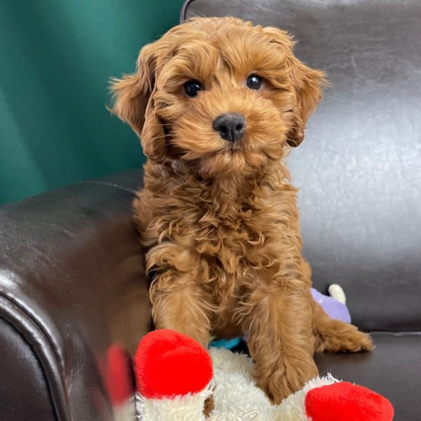 F1 Cockapoo Puppy for Sale