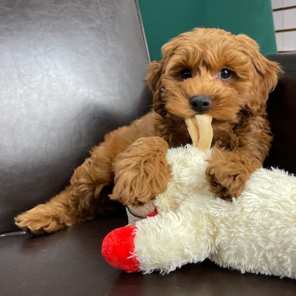 F1 Cockapoo Puppy for Sale