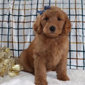 F1b Standard Goldendoodle Puppy for Sale