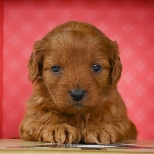 F1b Cavapoo Puppy for Sale