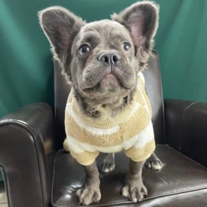 French Bulldog Puppy for Sale