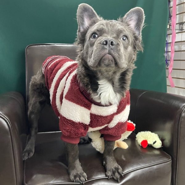 French Bulldog Puppy for Sale