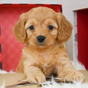 F1b Cavapoo Puppy for Sale