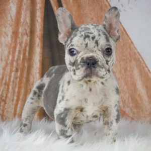 French Bulldog Puppy for Sale
