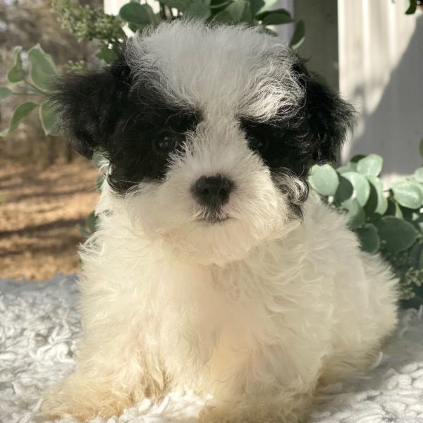 Morkie Puppy for Sale