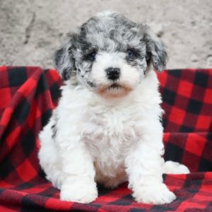 Havapoo Puppy for Sale