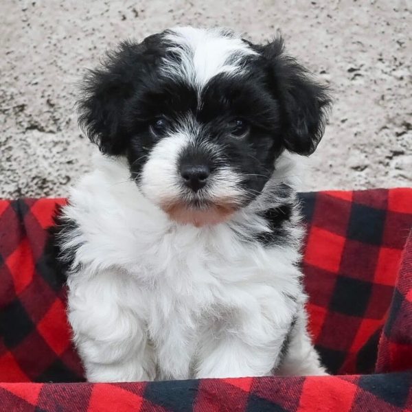 Havapoo Puppy for Sale