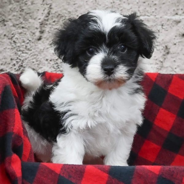 Havapoo Puppy for Sale