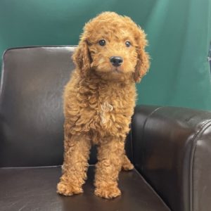F1b Medium Goldendoodle Puppy for Sale