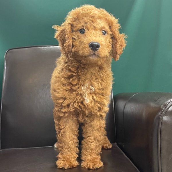 F1b Medium Goldendoodle Puppy for Sale