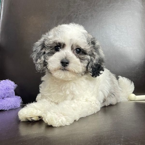 Havapoo Puppy for Sale