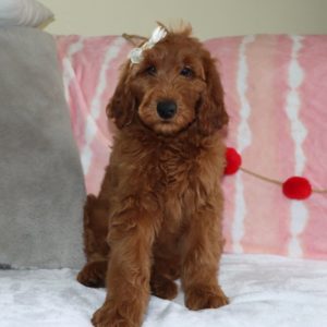 F1b Standard Goldendoodle Puppy for Sale