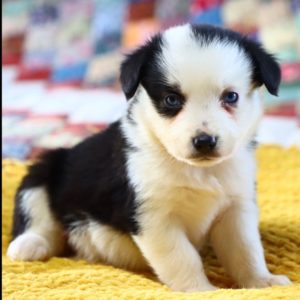 Miniature Australian Shepherd Puppy for Sale