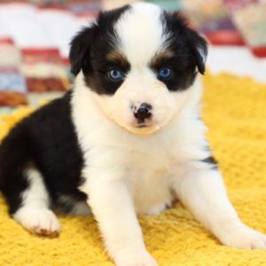 Miniature Australian Shepherd Puppy for Sale