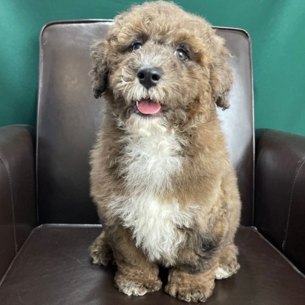 F1b Mini Sheepadoodle Puppy for Sale