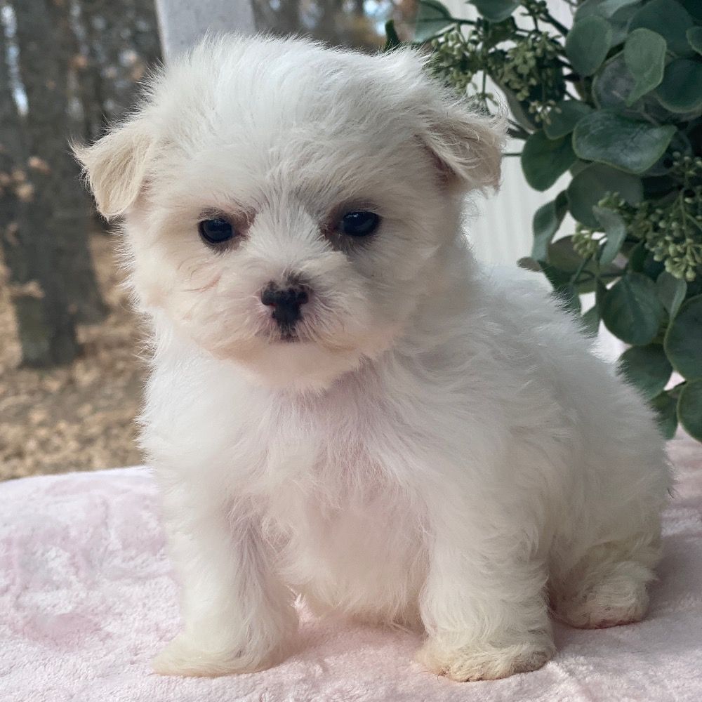 Maltese Puppy for Sale in NYC
