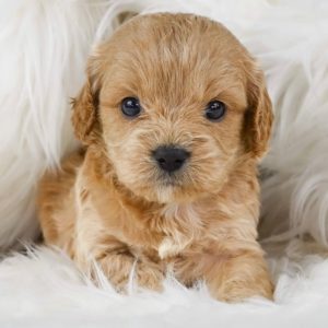 F1 Cavapoo Puppy for Sale