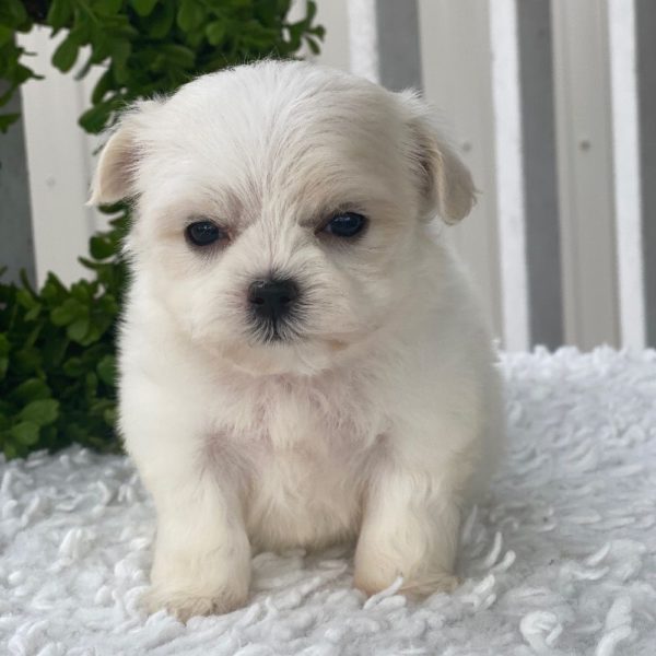 Maltese Puppy for Sale