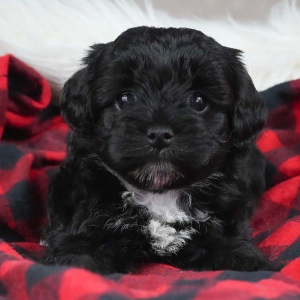 Havapoo Puppy for Sale