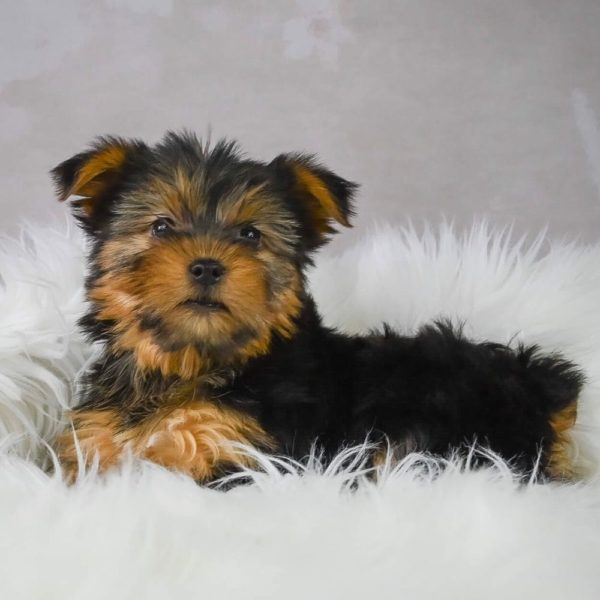 Yorkshire Terrier Puppy for Sale
