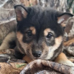 Shiba Inu Puppy for Sale