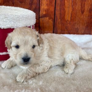 F1b Mini Goldendoodle Puppy for Sale