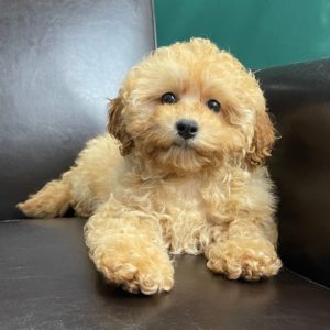 F1b Mini Goldendoodle Puppy for Sale