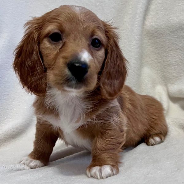 Mini Dachshund Puppy for Sale
