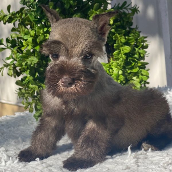 Miniature Schnauzer Puppy for Sale