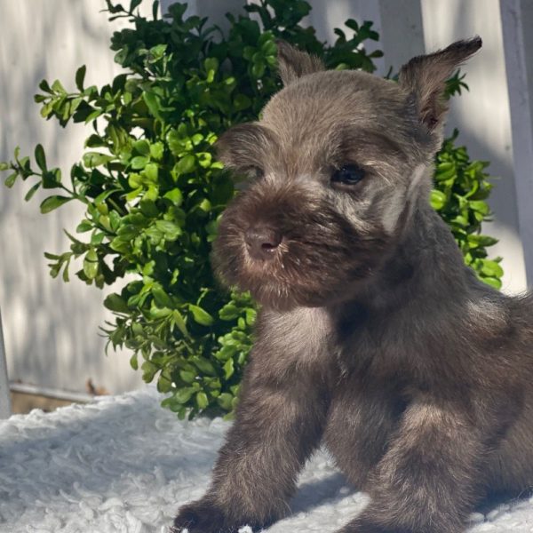 Miniature Schnauzer Puppy for Sale
