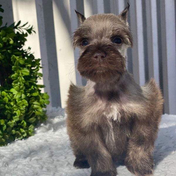 Miniature Schnauzer Puppy for Sale