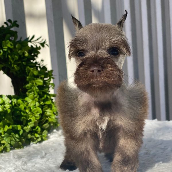Miniature Schnauzer Puppy for Sale