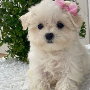 Maltese Puppy for Sale