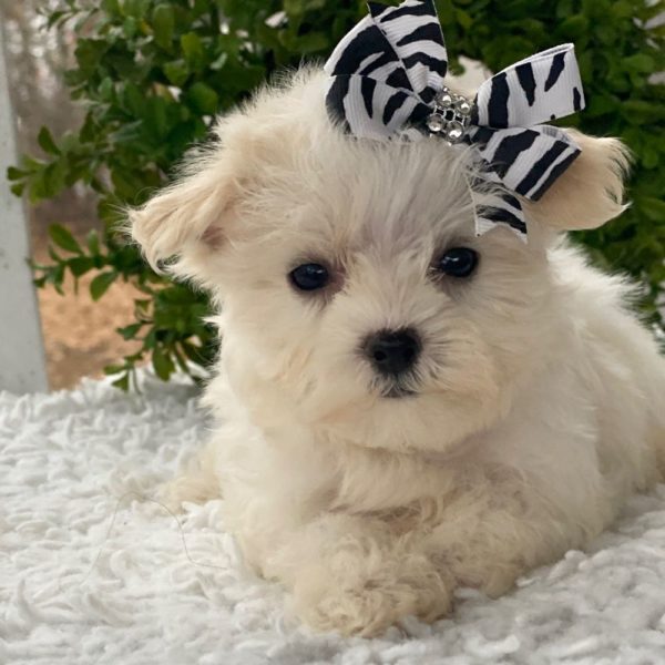 Maltese Puppy for Sale