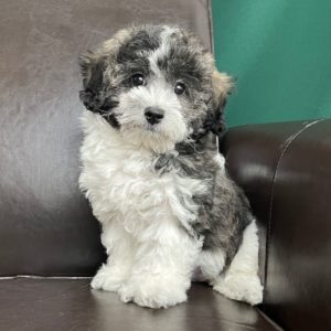 Havapoo Puppy for Sale