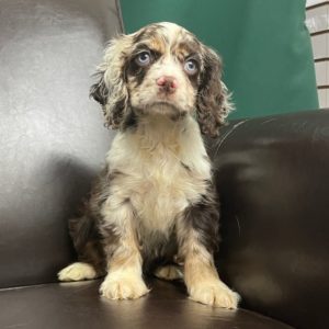 Cocker Spaniel Puppy for Sale