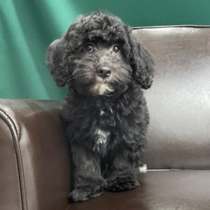 Havapoo Puppy for Sale